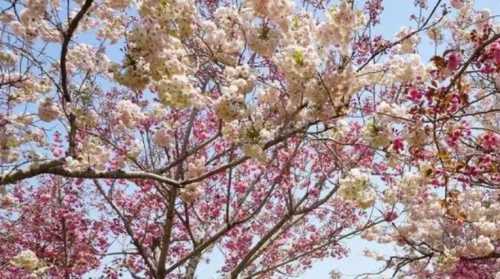 岳阳樱花是什么季节开花