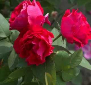 什么季节月季开花最快？