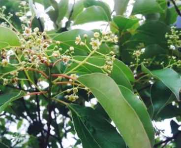 香樟树什么季节开花？