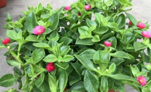 牡丹吊兰什么季节开花啊？