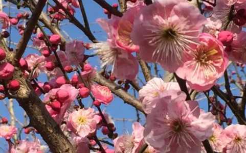 梅花在北方什么季节开花