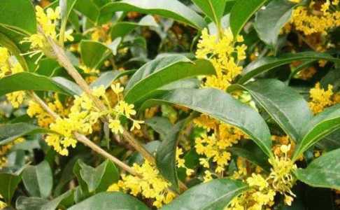 桂花和兰花什么季节开花