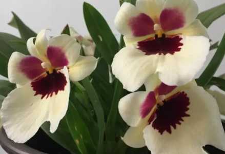 米尔特兰什么季节开花