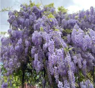 紫藤萝什么季节开花