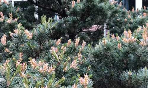 五针松什么季节开花