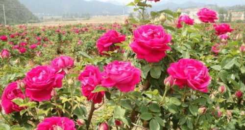 玫瑰在什么季节会开花呢