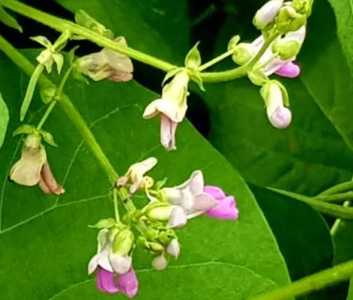 扁豆什么季节开花好吃？
