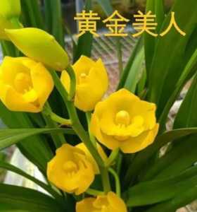 黄金美人什么季节开花？