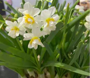 水仙花什么季节开花
