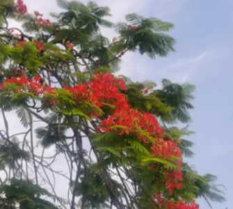 凤凰木树什么季节开花