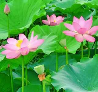 荷花和莲花是什么季节开花