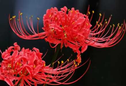 彼岸花什么季节开花的