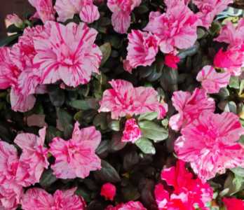 杜鹃花什么季节开花的