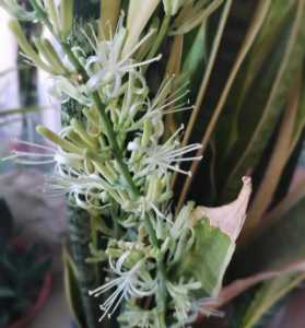 什么季节虎皮兰分株开花
