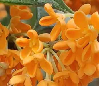 金桂花什么季节开花？