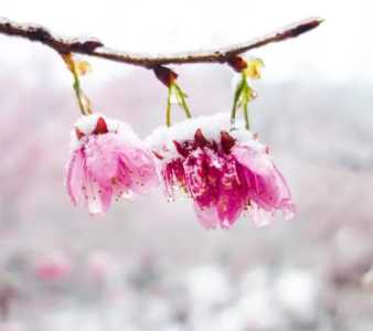 雪樱花什么季节开花？