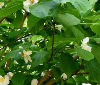 夏腊梅什么季节开花？