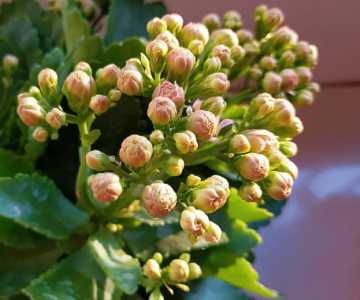 什么季节长寿花开花最好