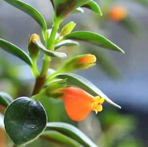 金鱼吊兰在什么季节开花？