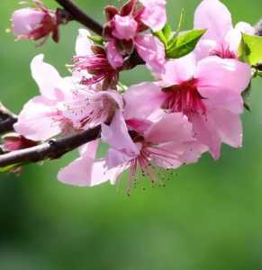 桃树李树什么季节开花？