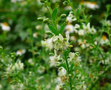 野甘草是什么季节开花