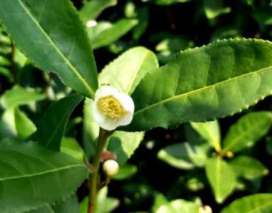 龙井茶什么季节开花