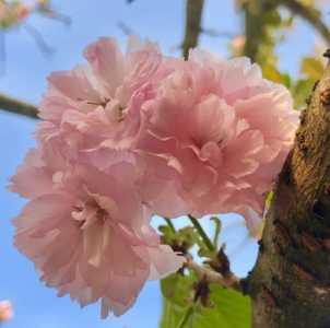 广东樱花什么季节开花?