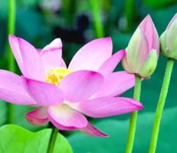 西方莲花什么季节开花?