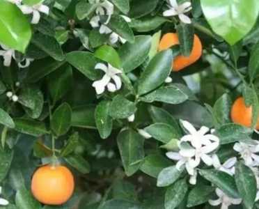 金桔树什么季节开花?