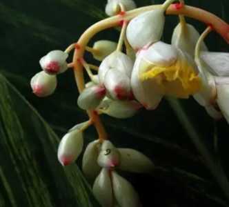 春砂仁什么季节开花?