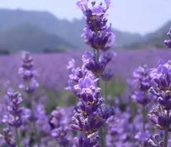 熏衣草在昆明市什么季节开花？