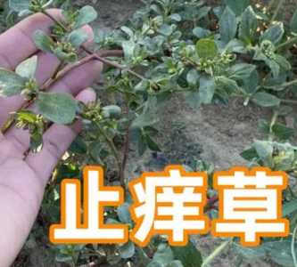 止痒草什么季节开花？