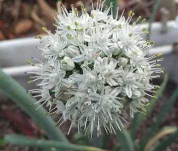 洋葱是什么季节开花？