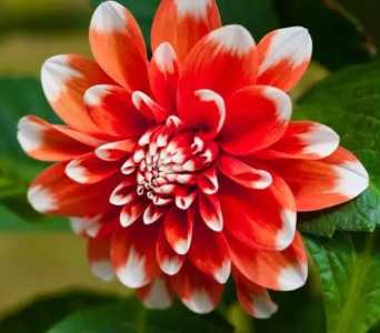 大飞燕什么季节开花？