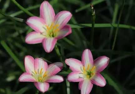 风雨兰花什么季节开花？
