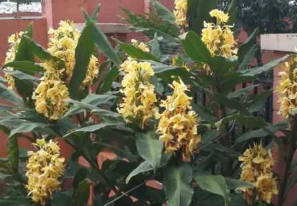 草果一般什么季节开花