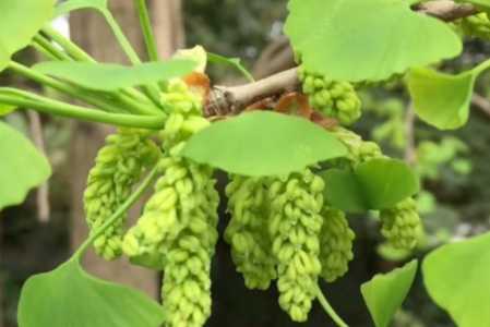 银杏什么季节开花结果