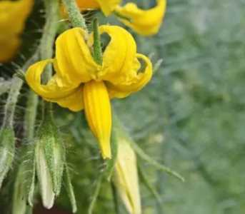 番茄花在什么季节开花呢？