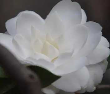 白山茶在什么季节开花？