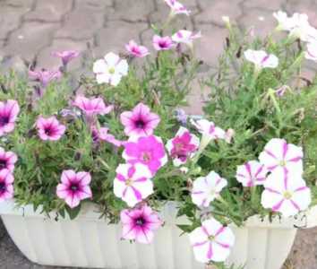 盆栽矮牵牛什么季节开花？