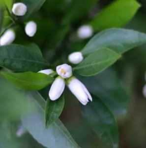 橘花是什么季节开花？