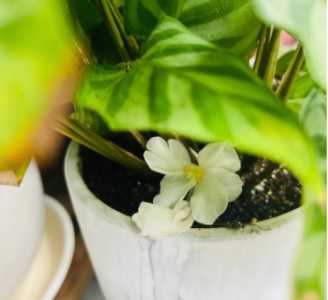 竹芋开花时间在什么季节