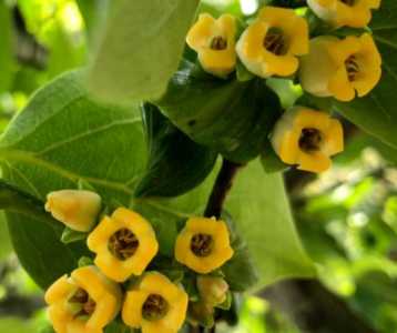 柿子是在什么季节开花的