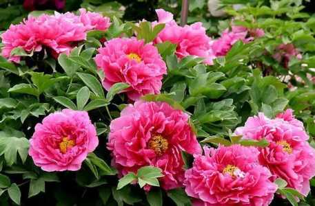 牡丹花什么季节开花