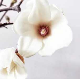 玉兰什么开花季节？