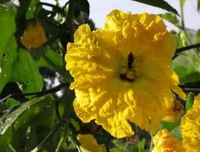 丝瓜开花是什么季节的花？
