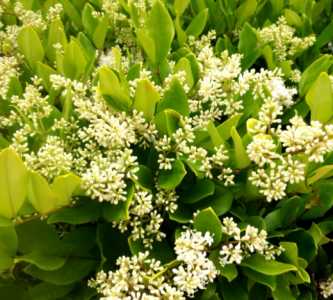 冬青树在什么季节开花