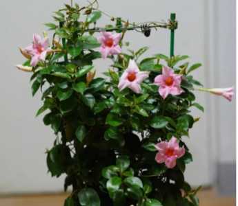 飘香藤什么季节不开花呢