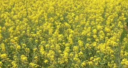 杭州油菜花什么季节开花