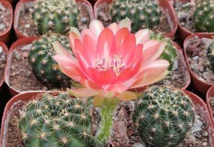 养仙人球什么季节开花